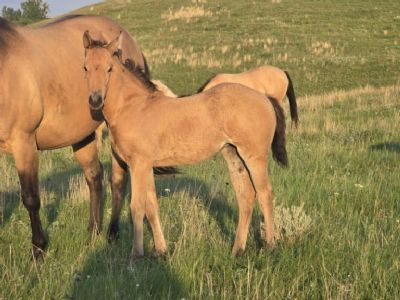 Whiskey Up Arwen JW <BR>AQHA PENDING